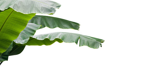 Banana Plant Isolated for Card Design