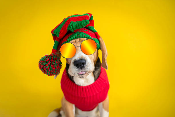 istock happy dog getting ready for holiday 2229574011