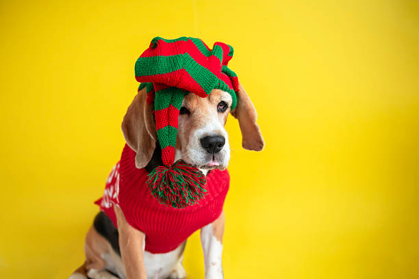 istock sad dog in gnome hat on bright background 2229574014