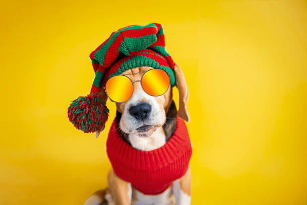 istock happy dog getting ready for holiday 2229574020