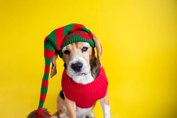 istock sad dog in gnome hat on bright background 2229574022