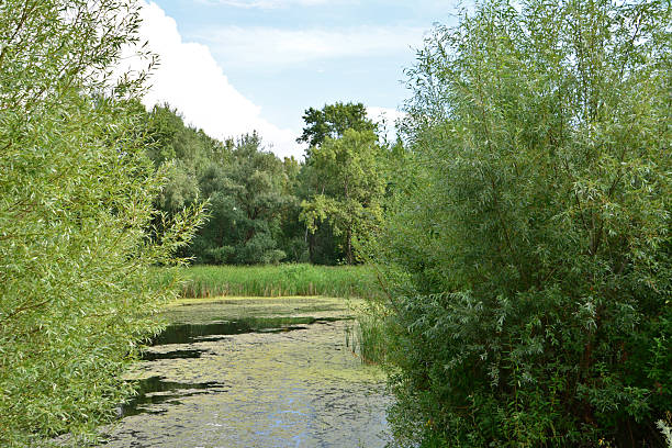 istock Serene wetland landscape with lush greenery and reflections 2229574186