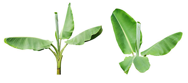 istock 3. Banana Plant Isolated for Card Design 2229576096