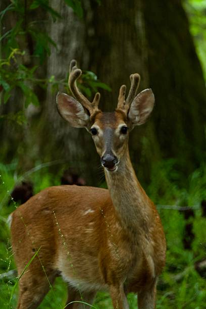istock Whitetail deer in the wild forest 2229576998