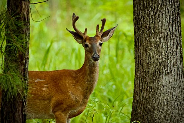 istock Whitetail deer in the wild forest 2229577016