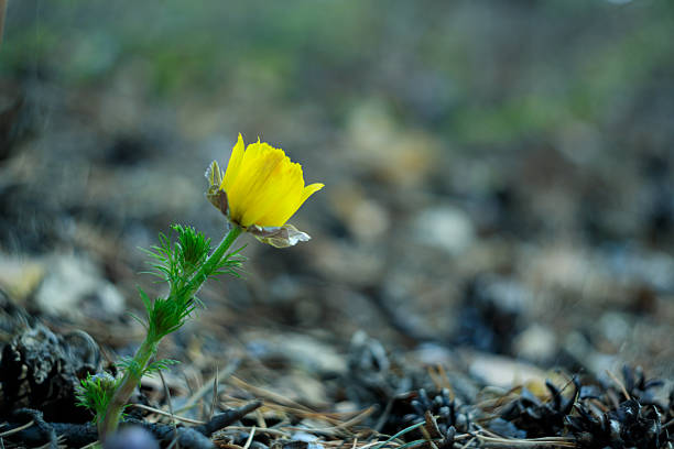 A yellow flower is standing alone in a field of dirt. The flower is small and delicate, and it is surrounded by a lot of dirt. The image has a peaceful and serene mood