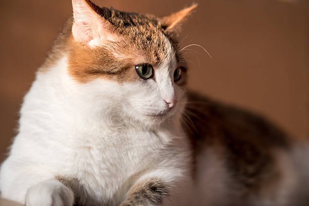 istock A cat with green eyes lies on a brown surface 2229577185