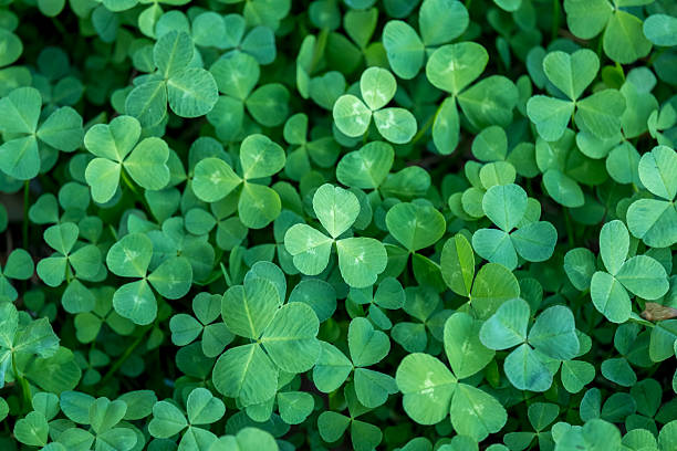 istock A close up of green clovers with a green background 2229577458