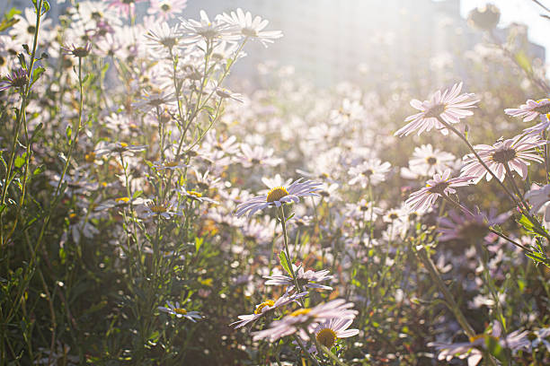 Siberian chrysanthemum blooming in autumn in Korea