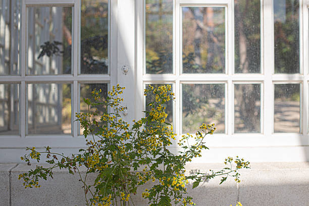 Frame of glass windows in greenhouse. korea.