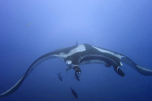 istock Giant Manta Ray in Socorro 2229580636