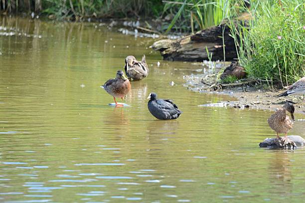 istock eurasian coot in Estonia 2229580682