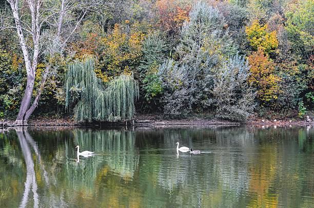 A serene lake reflects the autumn colors of the trees, with graceful swans gliding peacefully on the water.
