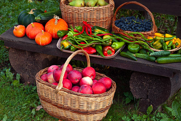 Seasonal vegetables and fruits freshly harvested and arranged in wicker baskets outdoors. Natural setting with pumpkins, apples, grapes, cucumbers, and peppers on wooden surface.