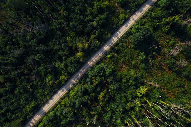 istock Aerial view of road through dense forest 2229584385