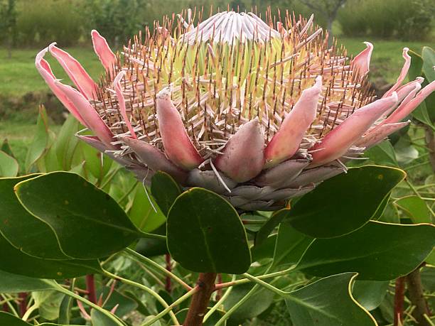 istock Pink King Potea flower opened 2229584452