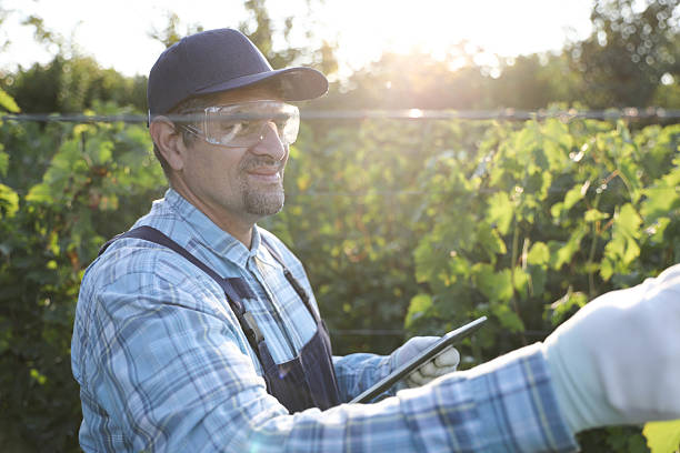 istock Senior Man in Vineyard with Tablet, Coordinating Vineyard Maintenance 2229585178