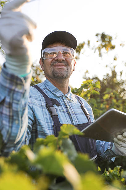 istock Senior Man in Vineyard, Using a Tablet to Assist with Agricultural Work 2229585202