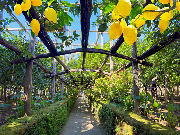 istock Lemon garden of Sorrento 2229585474
