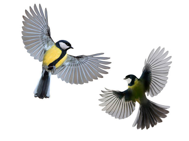 istock two great tit in flight isolated on white background 2229585776