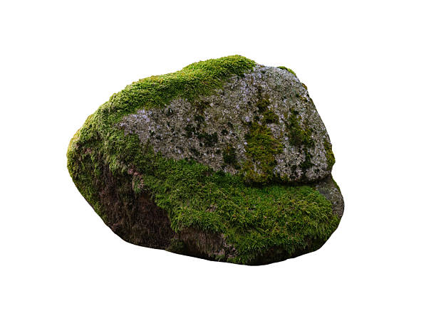 istock stone overgrown with moss isolated on white background highest detail 2229585800