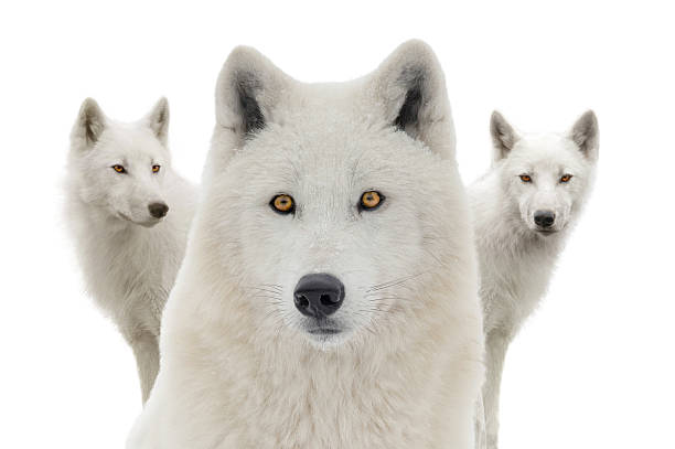 istock Arctic wolves isolated on white background 2229585830