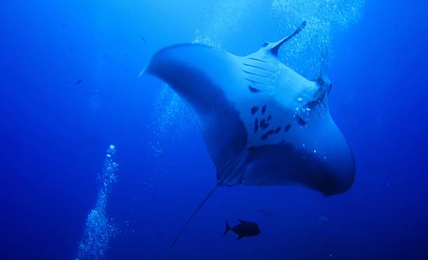 istock Giant Manta Ray in Socorro 2229585946