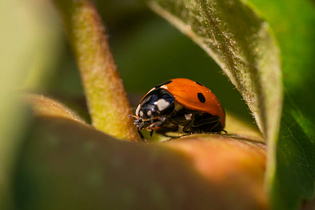 Red ladybug sitting on leaf