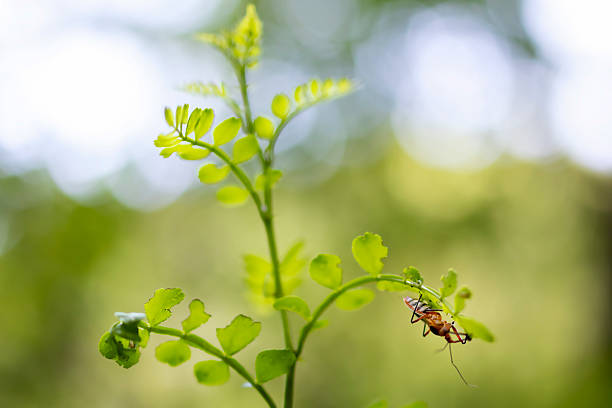 Insect on a plant