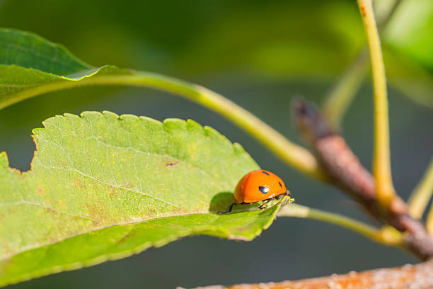 Ladybird on a runner bean plant