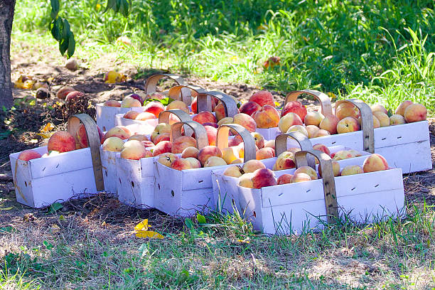 istock Peach Harvest in Niagara Ontario 2229587182
