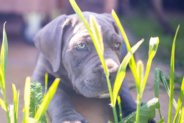 istock Adorable Two-Month-Old Cane Corso Puppy Portrait 2229587238
