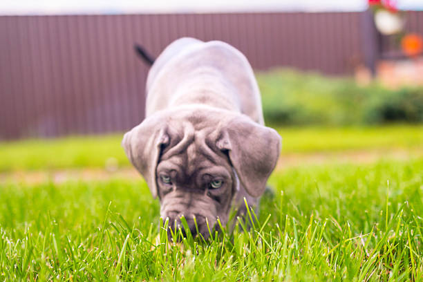 Adorable Two-Month-Old Cane Corso Puppy Portrait. High quality 4k footage