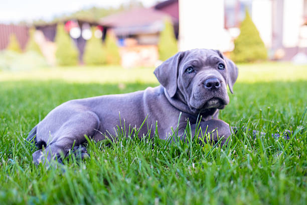 istock Adorable Two-Month-Old Cane Corso Puppy Portrait 2229587530