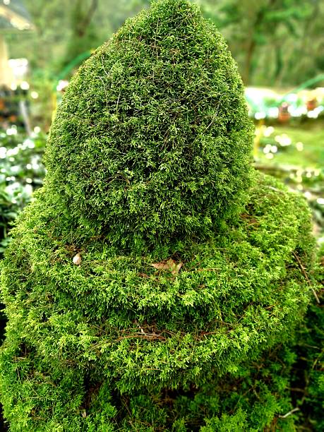 istock Thuja occidentalis ‘Teddy’ plant with dense, soft, and finely textured green foliage, forming a compact and rounded shape ideal for decorative gardens and landscape borders 2229587539