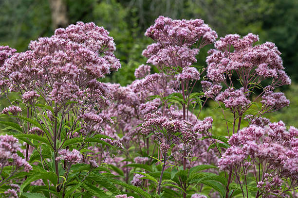 istock Joe-Pye weed flowers in bloom 2229587787