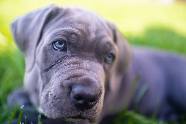 istock Adorable Two-Month-Old Cane Corso Puppy Portrait 2229587924