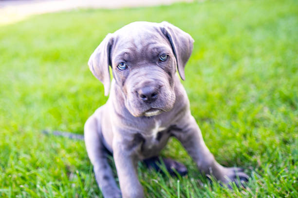 istock Adorable Two-Month-Old Cane Corso Puppy Portrait 2229588184