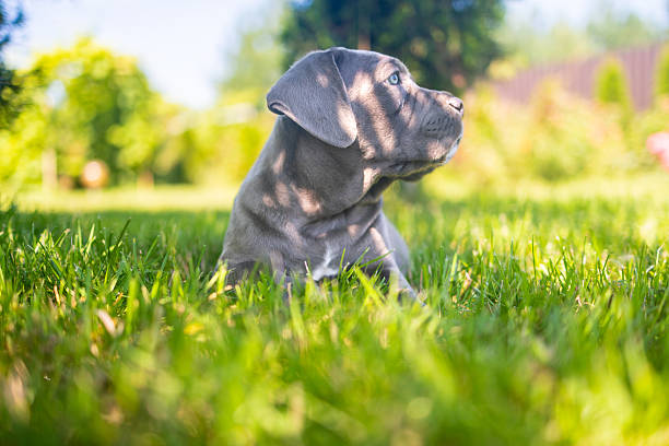istock Adorable Two-Month-Old Cane Corso Puppy Portrait 2229588220