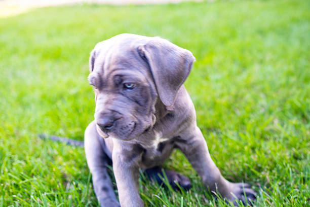 istock Adorable Two-Month-Old Cane Corso Puppy Portrait 2229588374