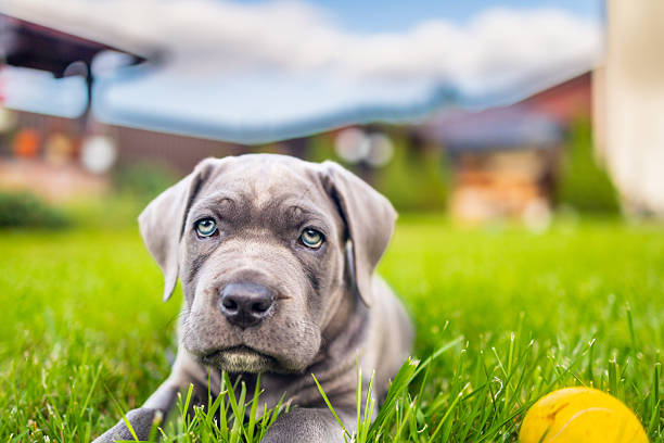 istock Adorable Two-Month-Old Cane Corso Puppy Portrait 2229588401