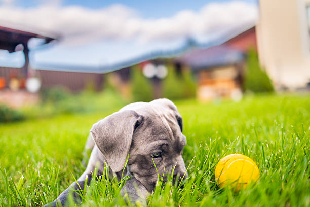 Four cute gray Cane Corso puppies sit in a wicker basket in the garden against a background of blue spruce and boxwood