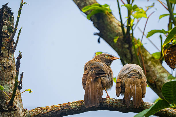Yellow-billed babbler (Argya Affinis) birds on the tree