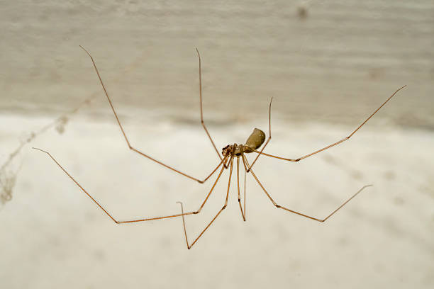 istock Spider With Long Legs Found on a Wall Indoors 2229588488