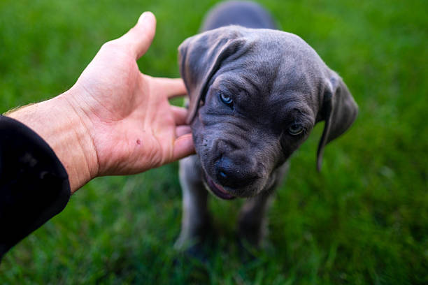 istock Adorable Two-Month-Old Cane Corso Puppy Portrait 2229589015