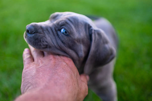 Big friendly dog panting while enjoying time outside on grass.