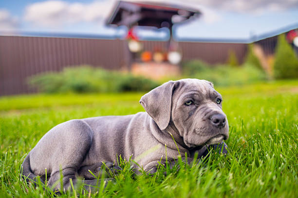 istock Adorable Two-Month-Old Cane Corso Puppy Portrait 2229589177