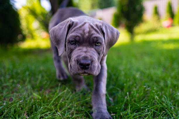 istock Adorable Two-Month-Old Cane Corso Puppy Portrait 2229589209