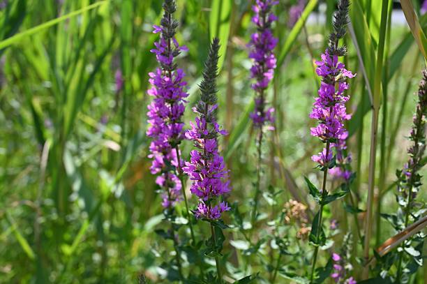 istock Purple Wildflowers in a Sunny Meadow 2229589457