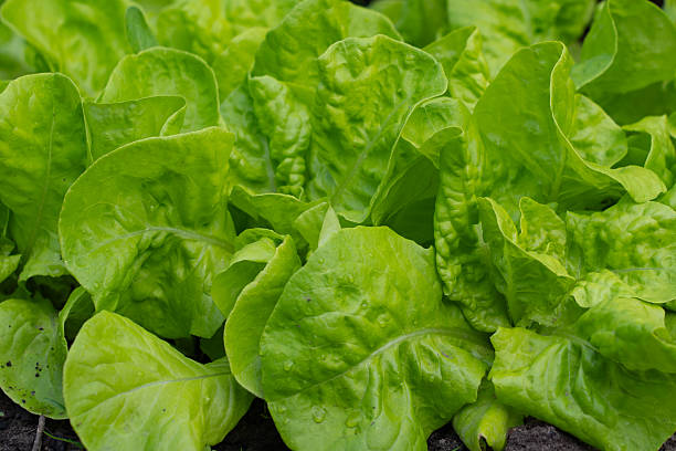 istock vegetable lettuce and cabbage leaves in the garden, fresh herbs 2229589544